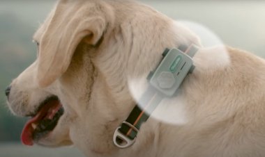 Smartphone para pets faz ligações com tutor e detecta ansiedade