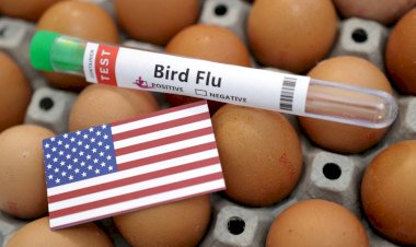 EUA recorrem a ovos do Brasil e avaliam outras fontes durante surto de gripe aviária