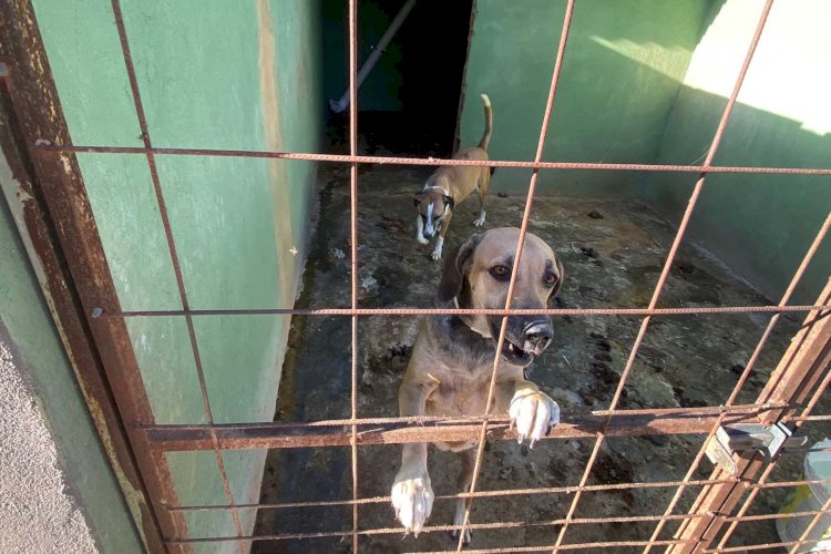 ACORDO ENTRE MPGO, ONG E PREFEITURA DEFINE INTERVENÇÃO MUNICIPAL EM ABRIGO DE ANIMAIS EM CALDAS NOVAS